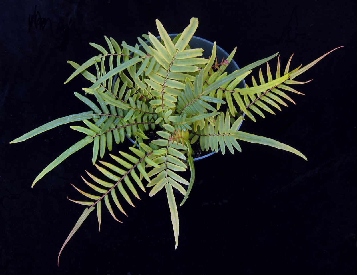 Птерис тремула