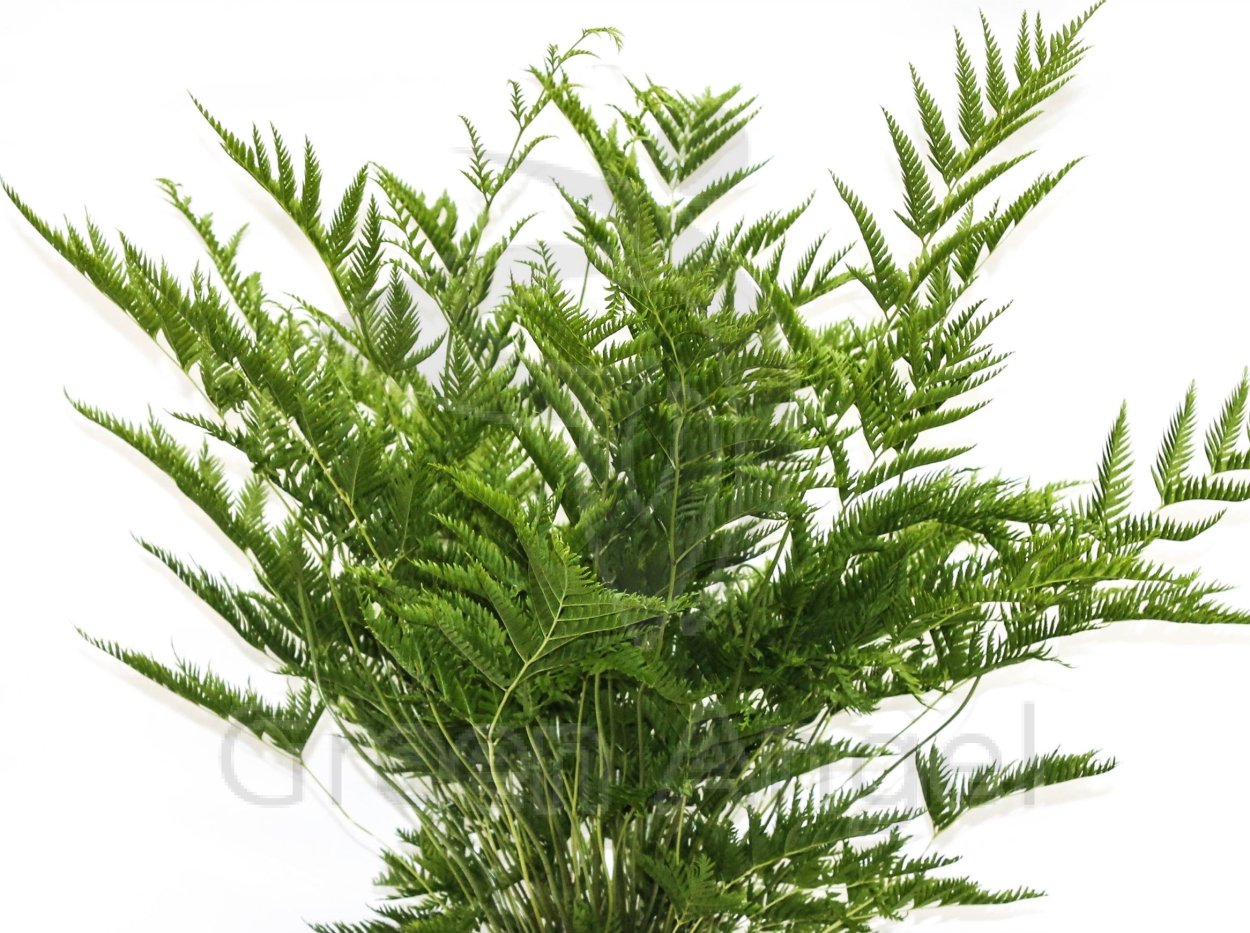 Папоротник Pteris vittata