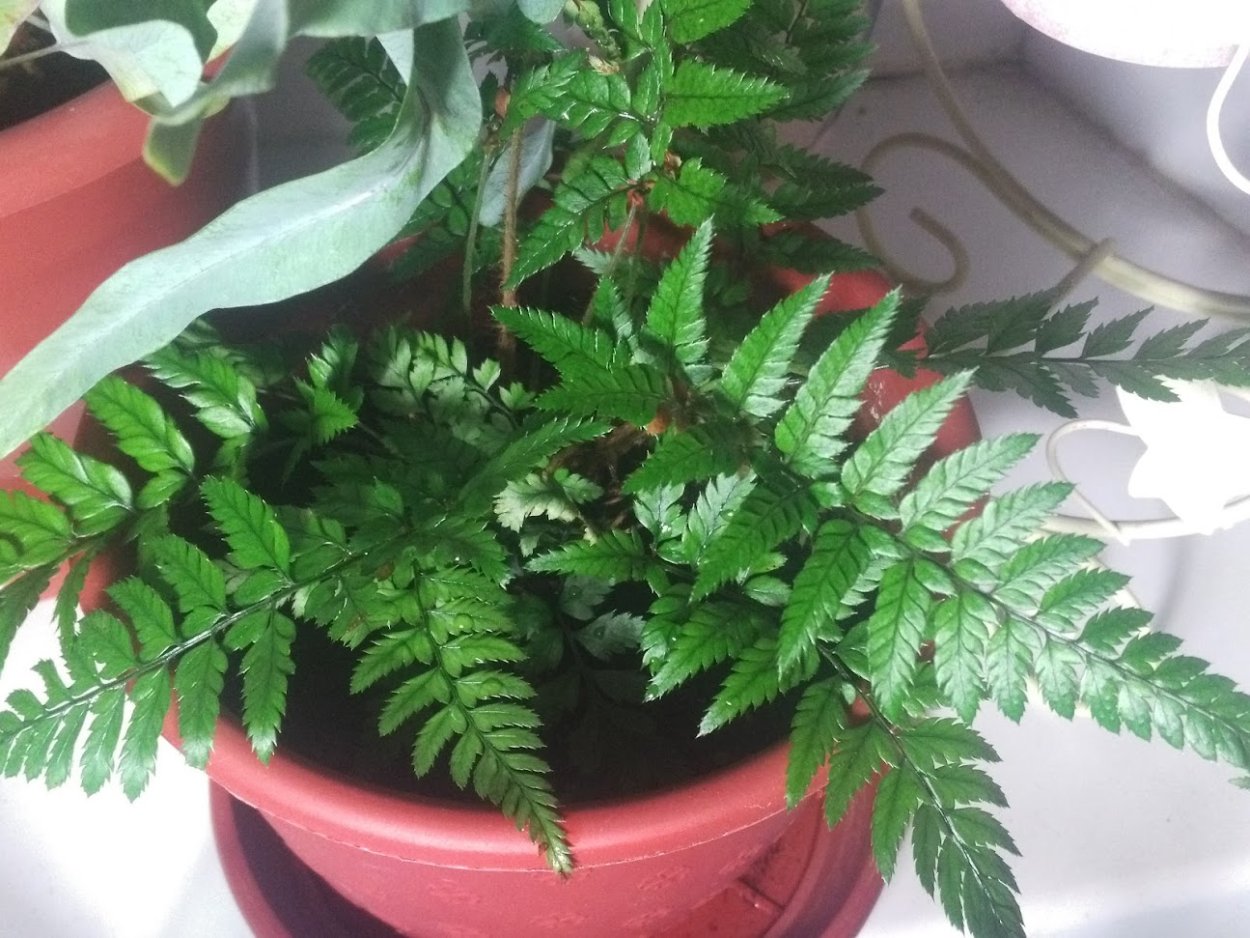 Лист папоротника орляка