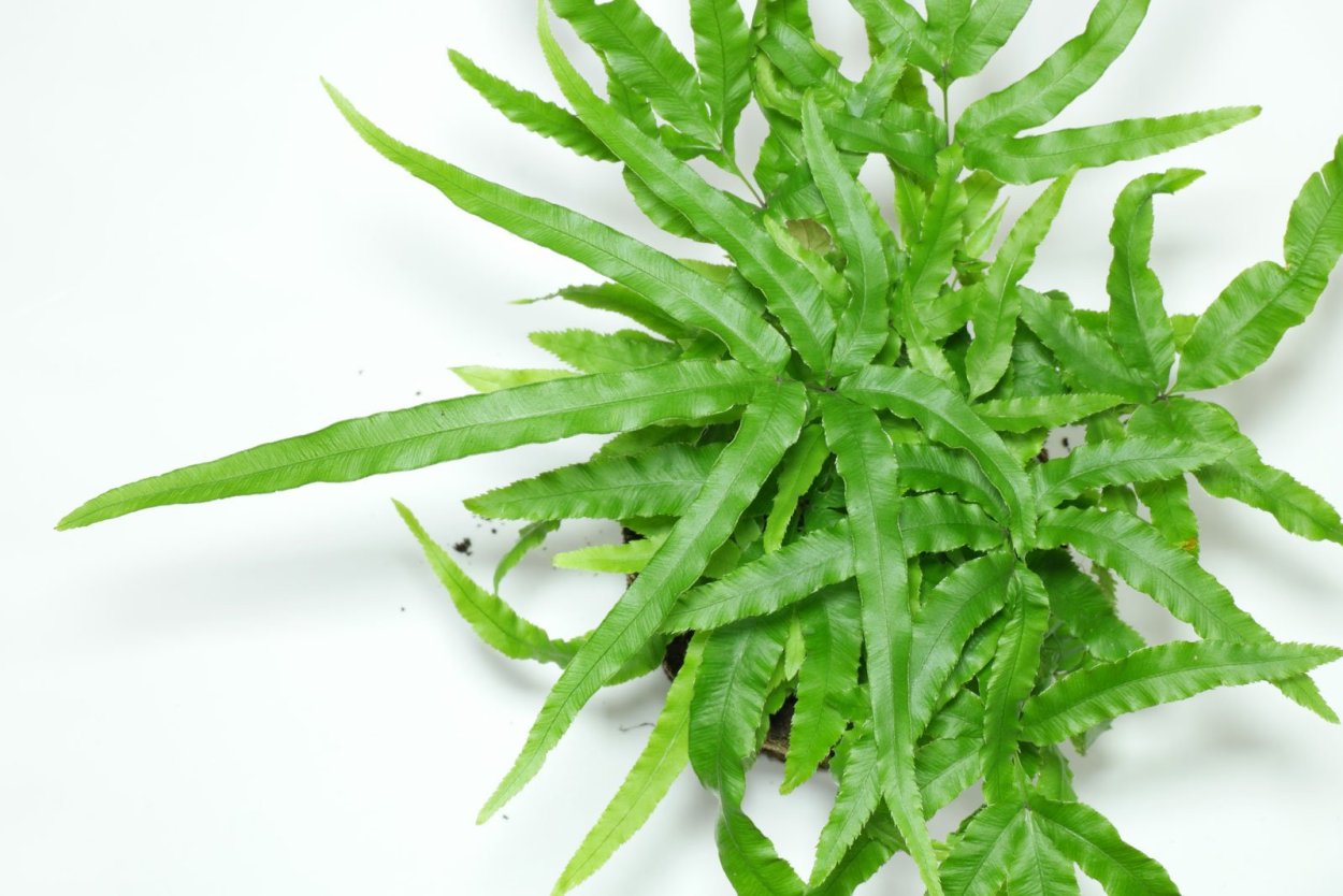 Птерис (папоротник) Tricolor