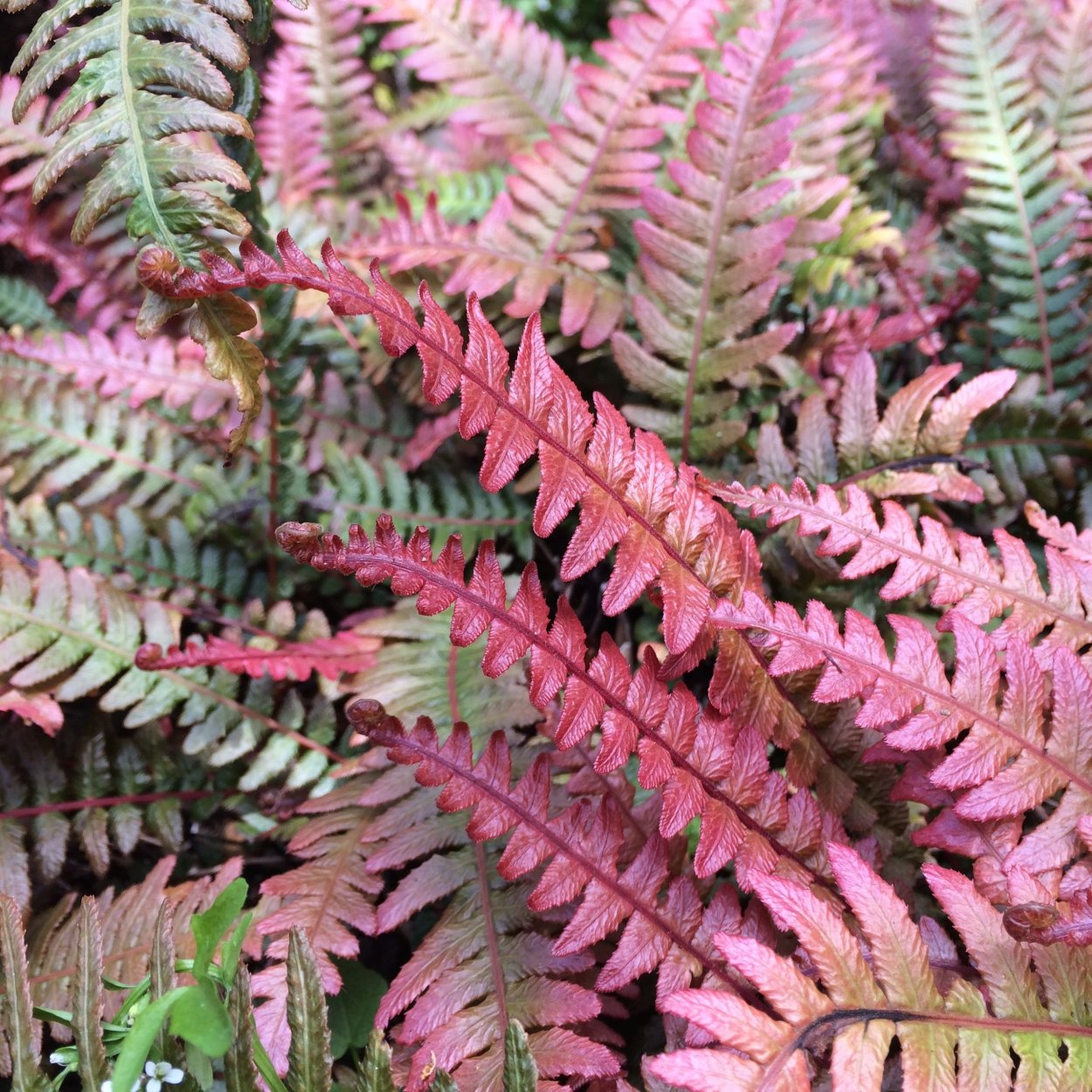 Птерис лонгифолия