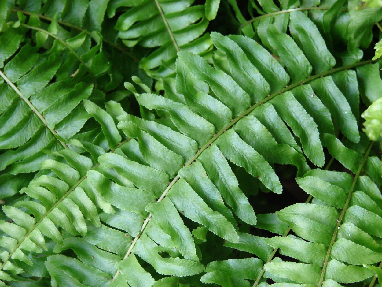 Щитовник мужской зеленый искусственное растение