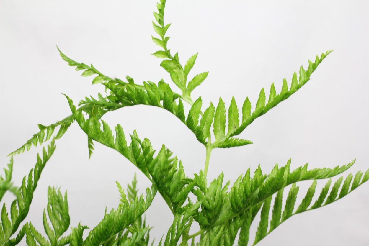 Папоротник адиантум