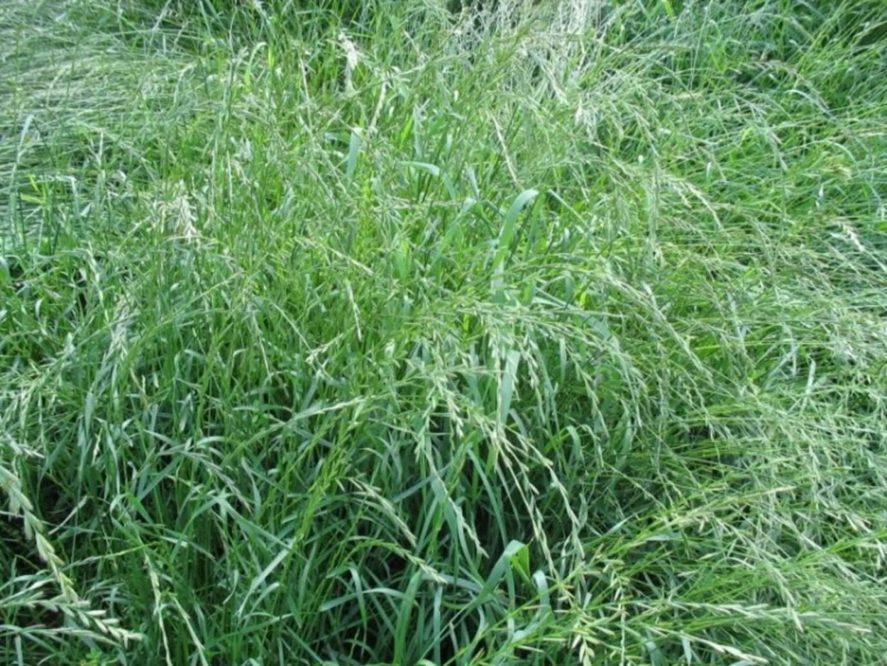 Фестулолиум овсяница райграс Тимофеевка