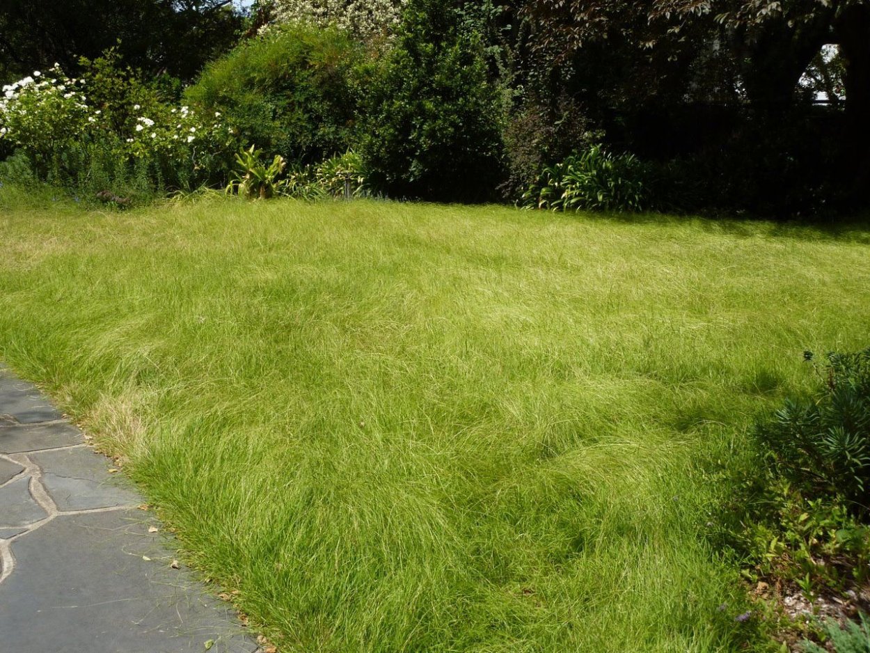 Мятлик Луговой