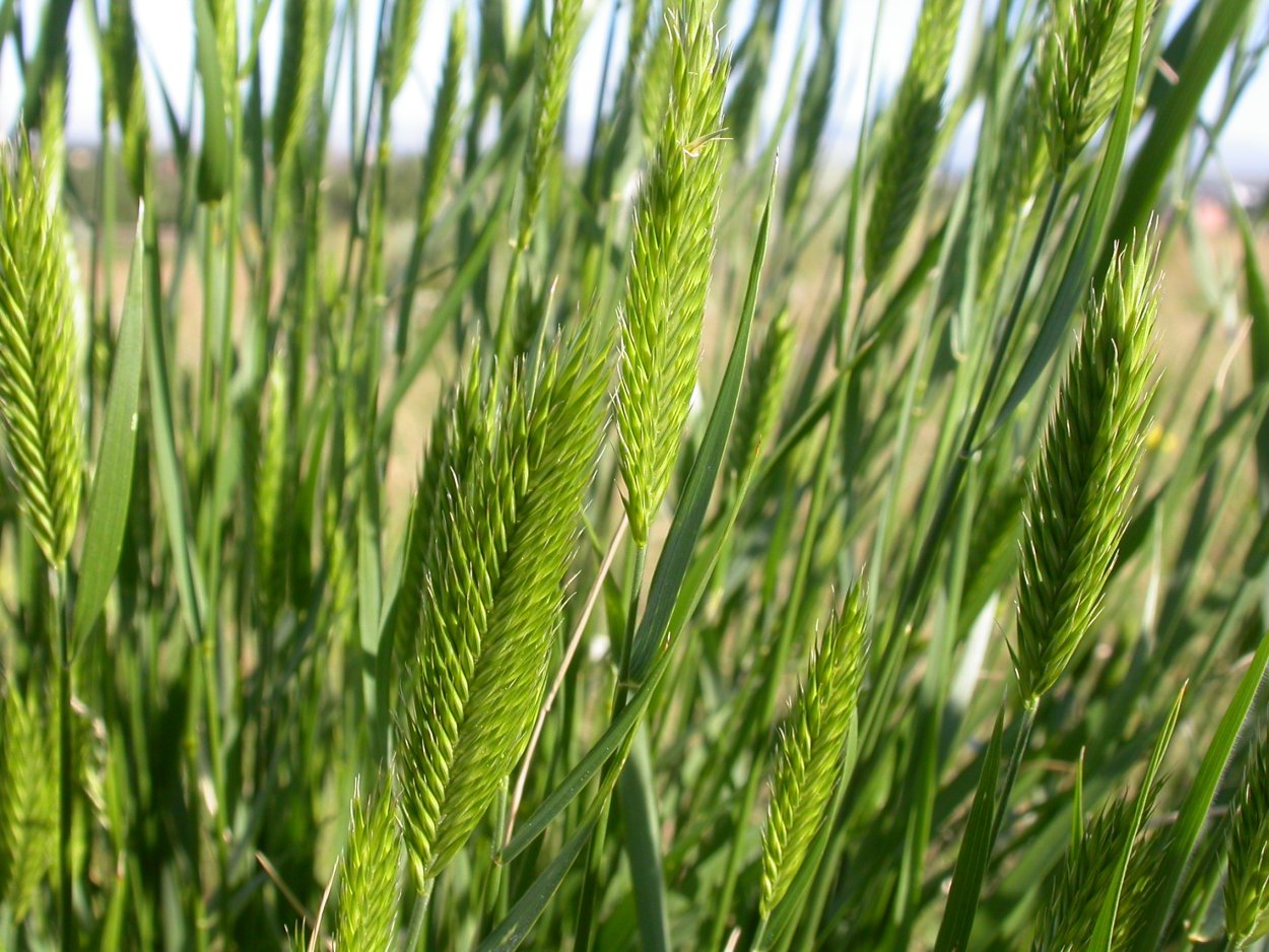 Житняк Agropyron