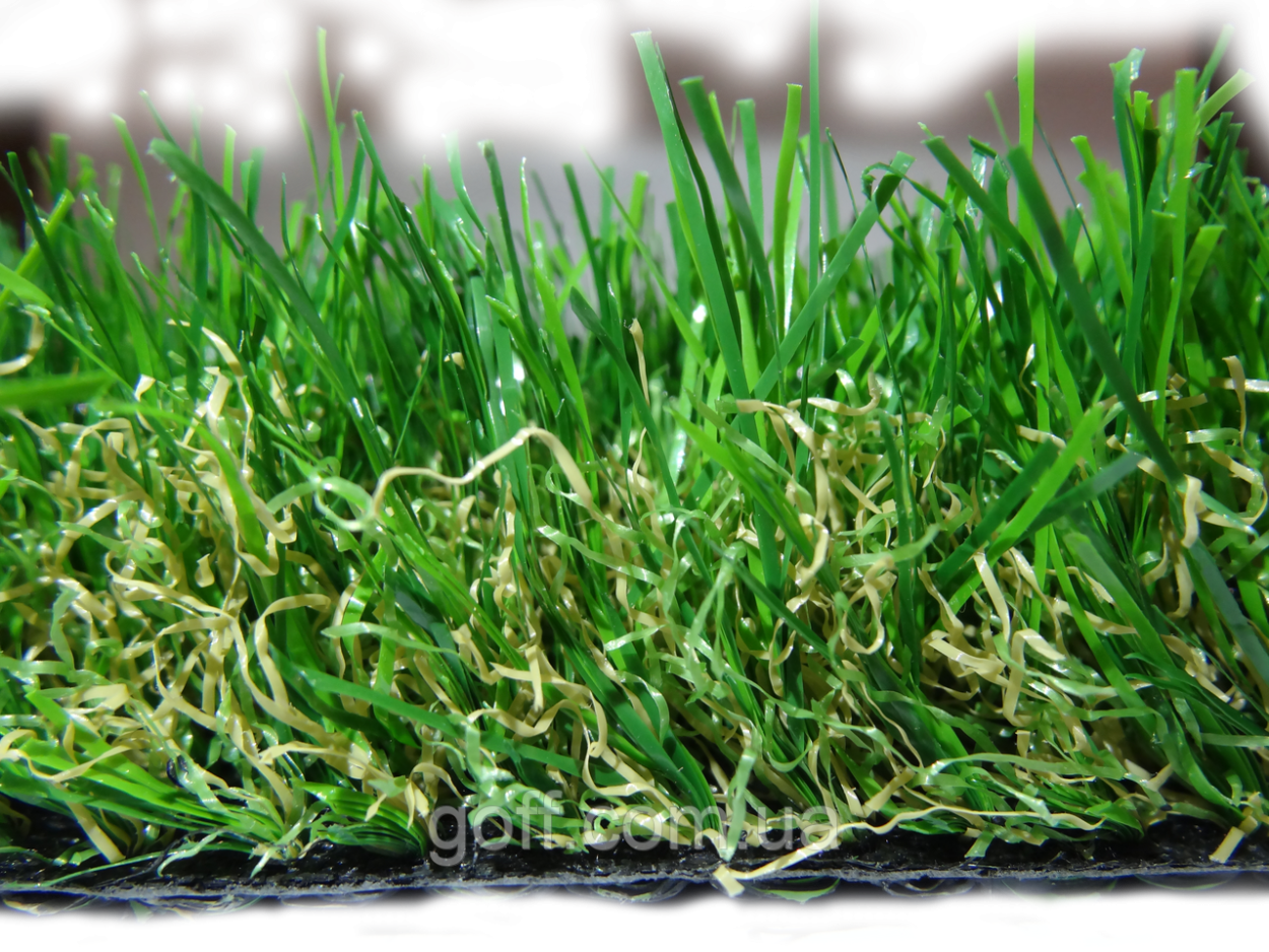 Фестулолиум для газона