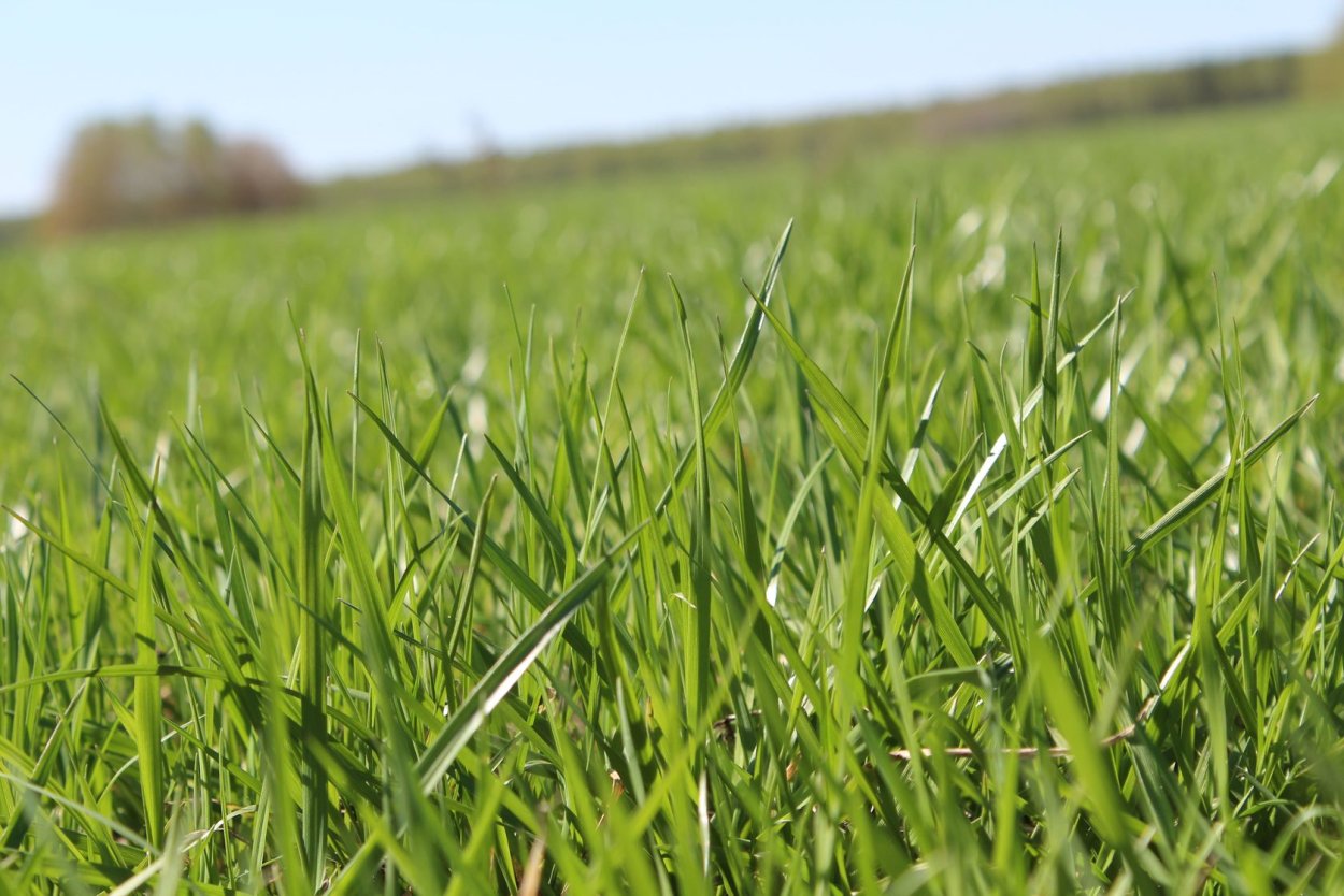 Полевица тонкая обыкновенная