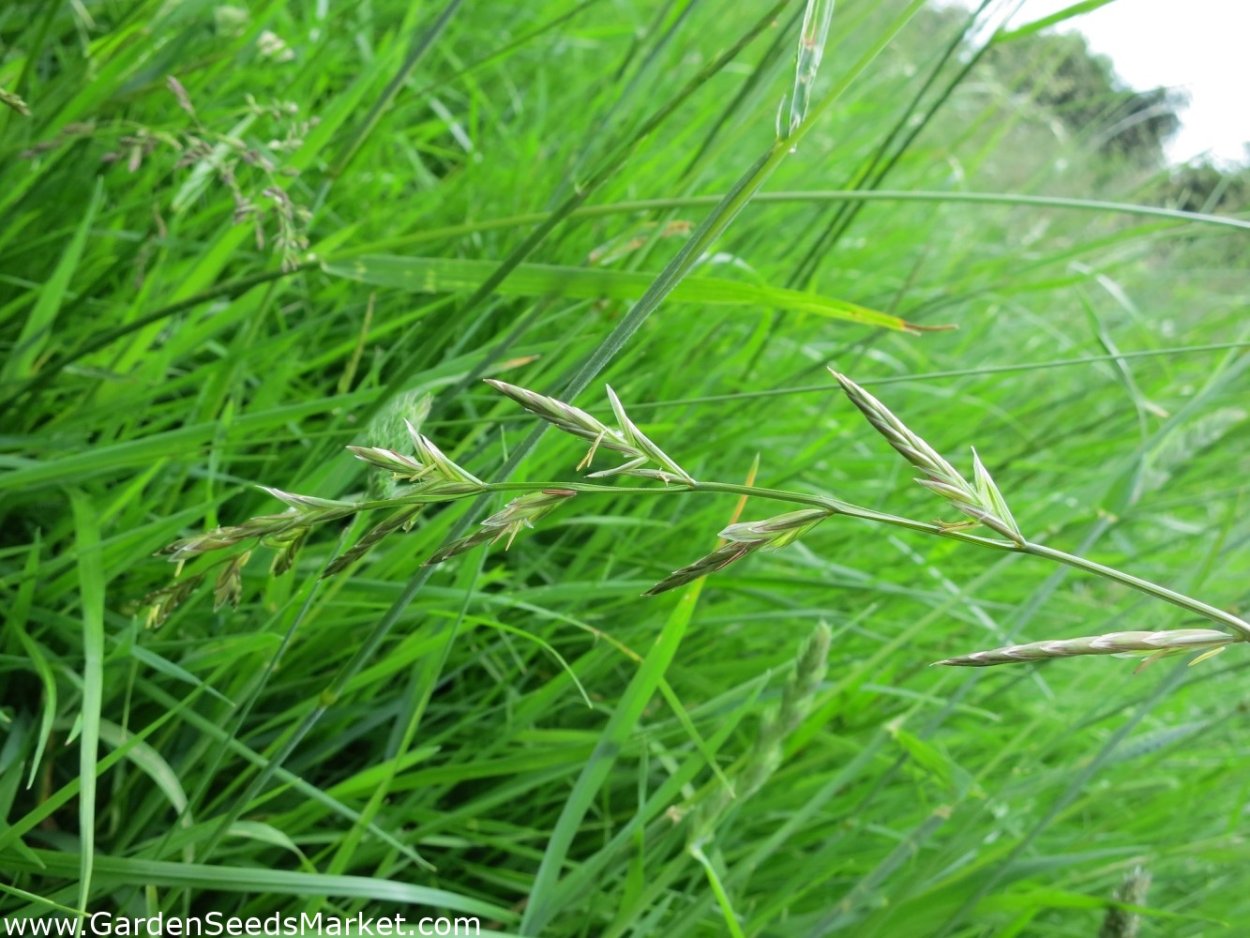 Семеноводство фестулолиума