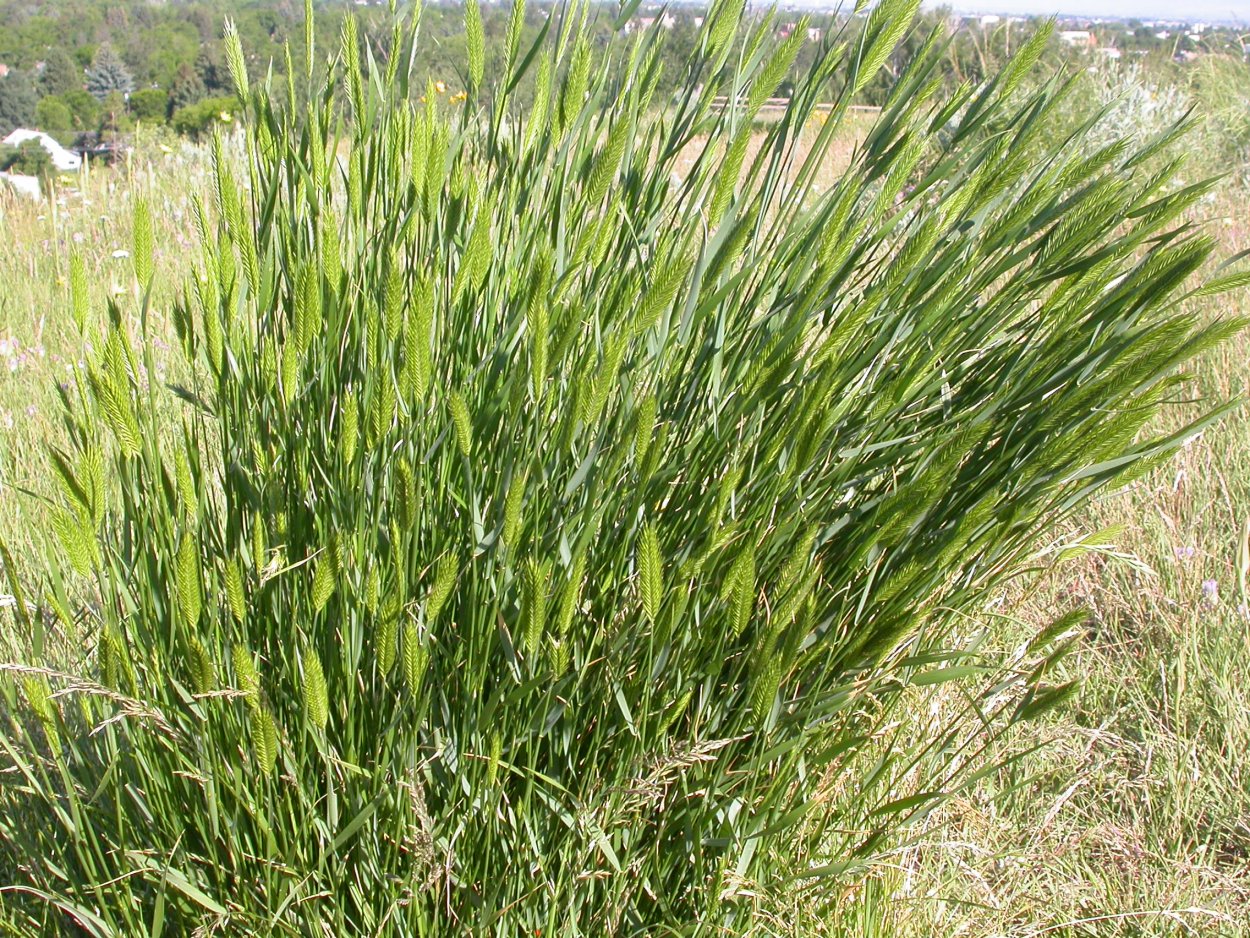 Житняк гребенчатый Agropyron cristatum