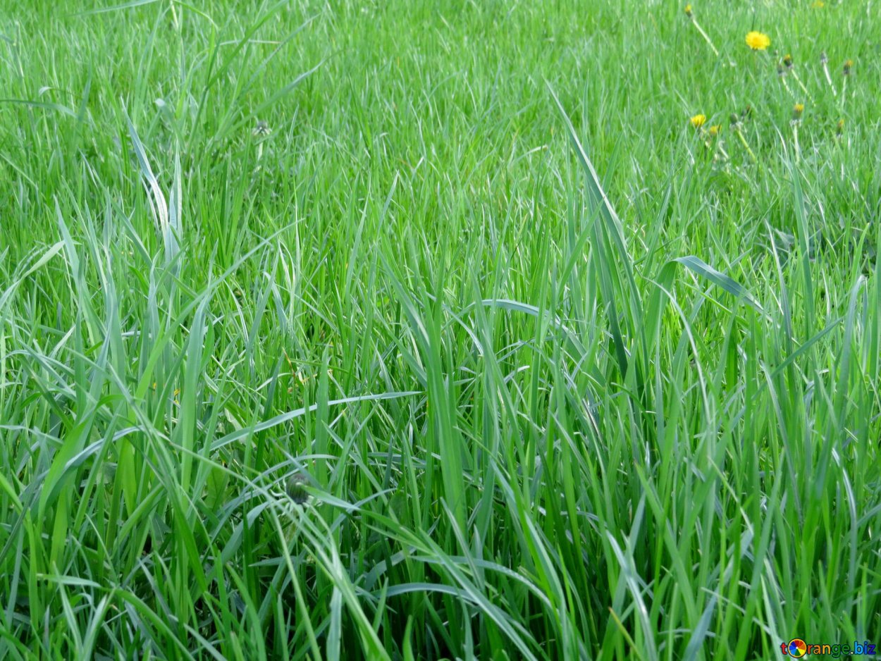 Райграс пастбищный