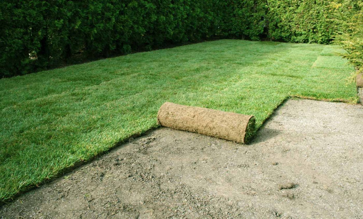 Газон травосмесь садово-Парковая