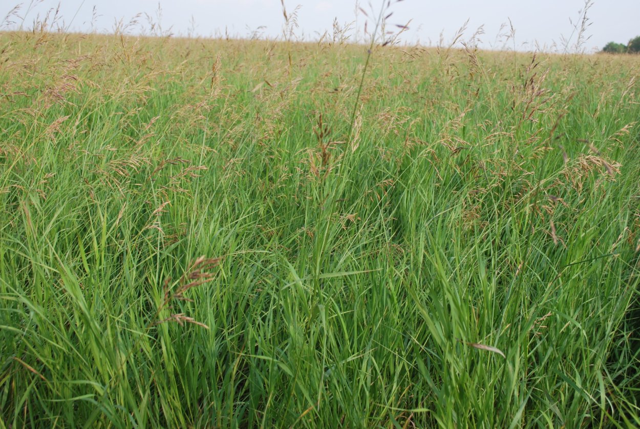 Кострец безостый