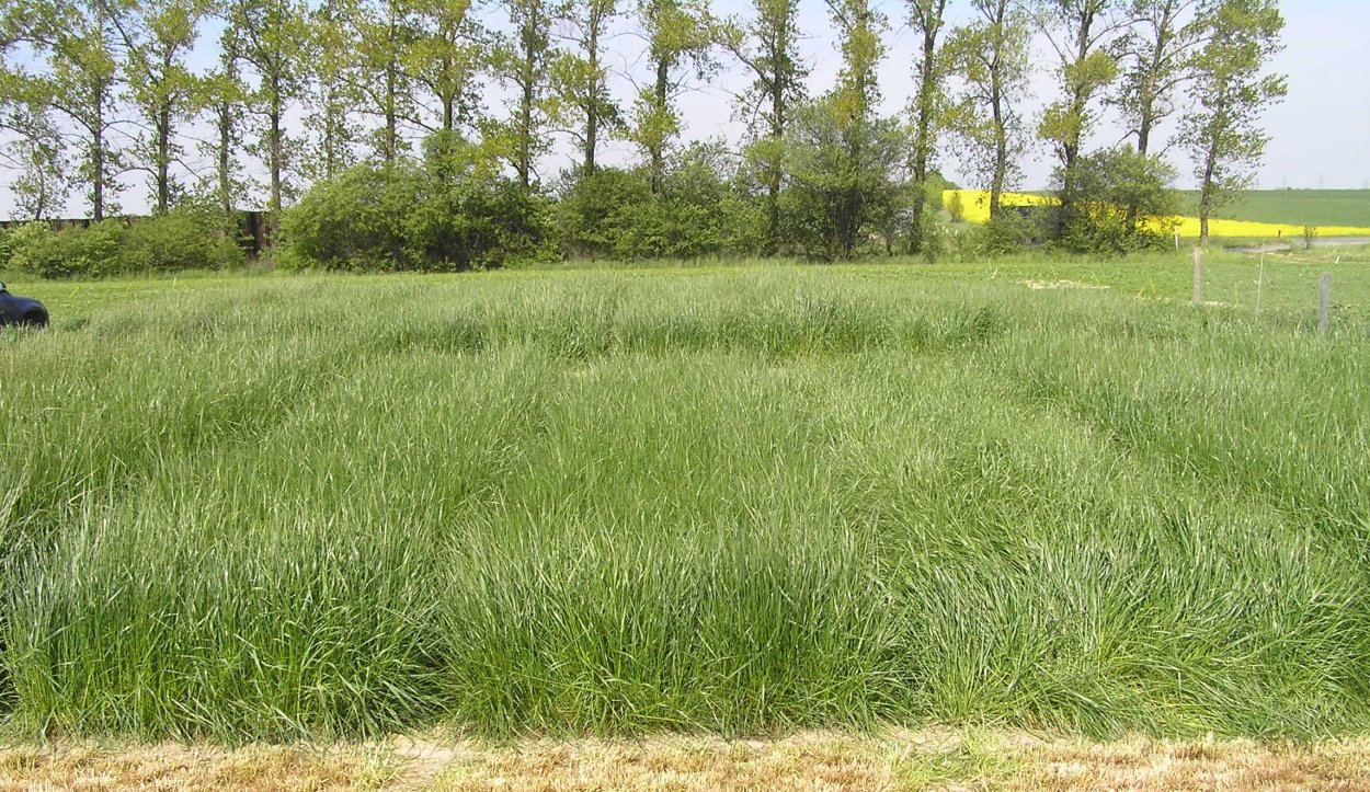 Фестулолиум изумрудный