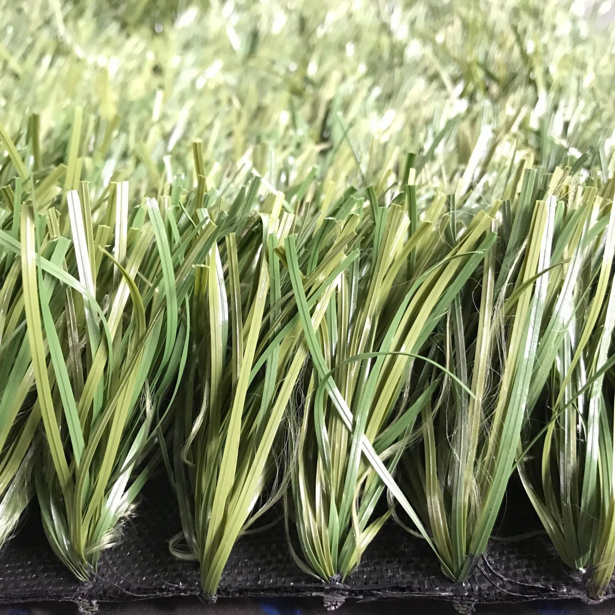 Мятлик Луговой для газона