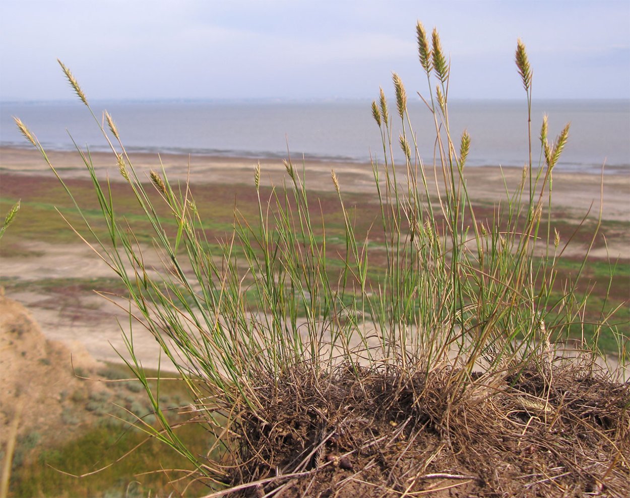 Вейник колосок сухоцвет