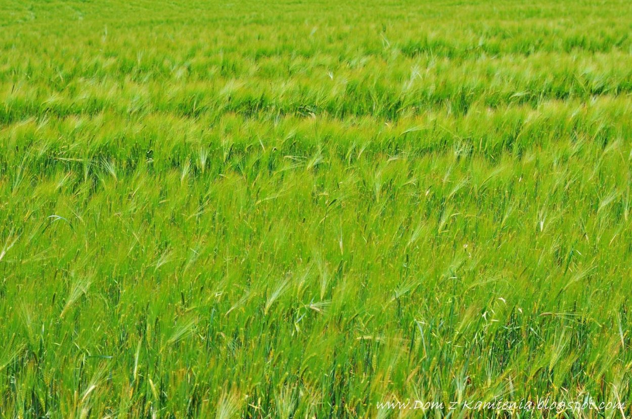 Фестулолиум Вик 90 семена