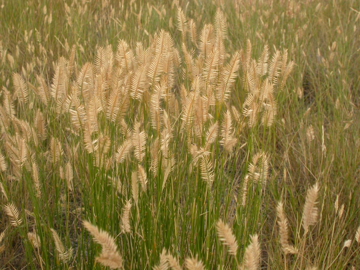 Agropyron cristatum