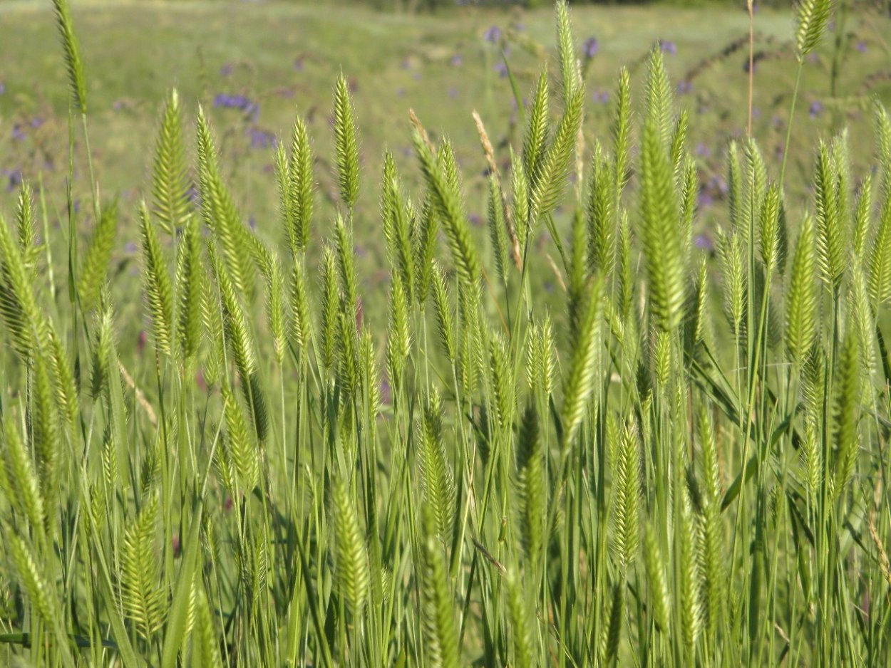 Житняк ширококолосый