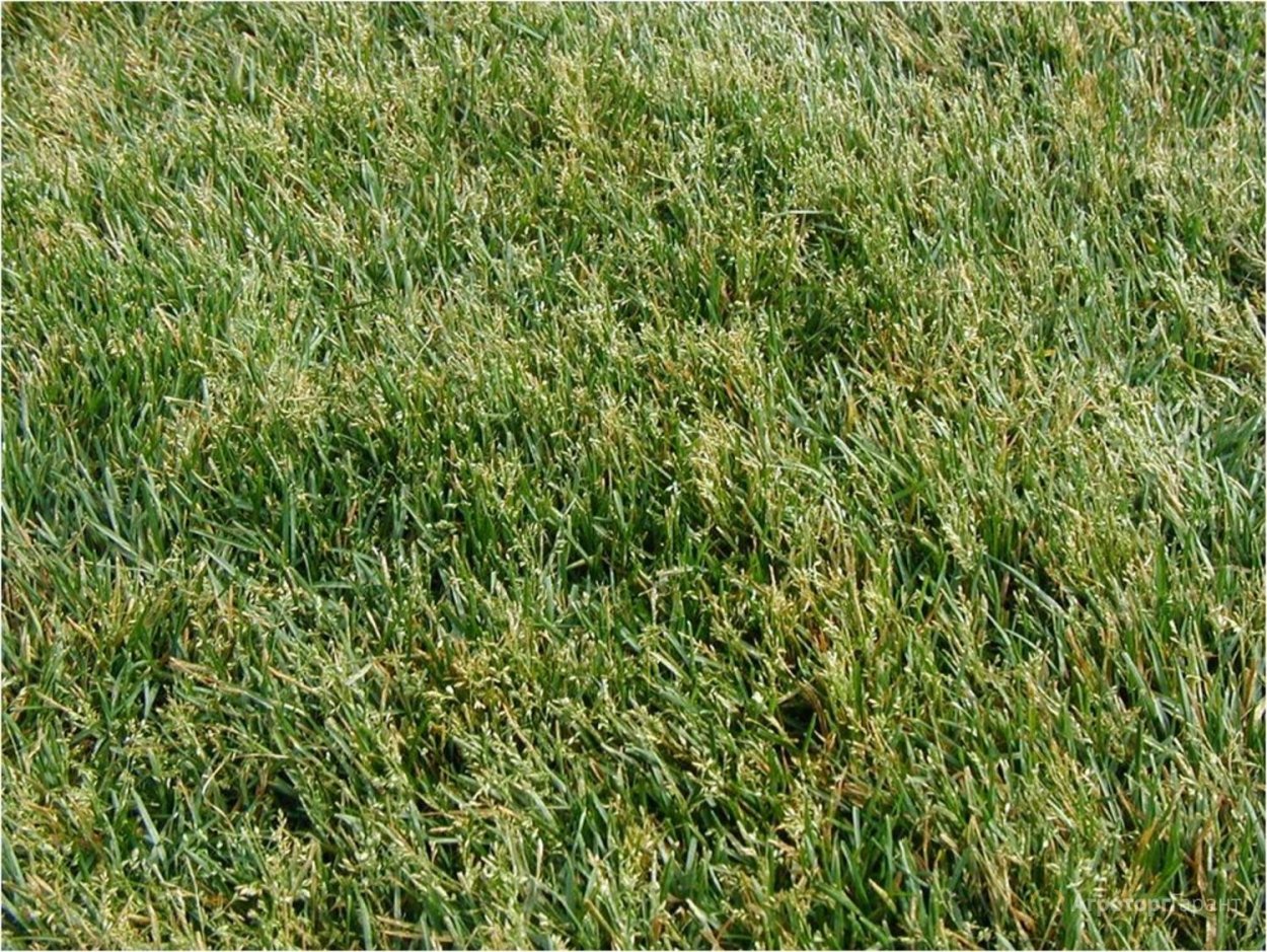 Райграс многоукосный