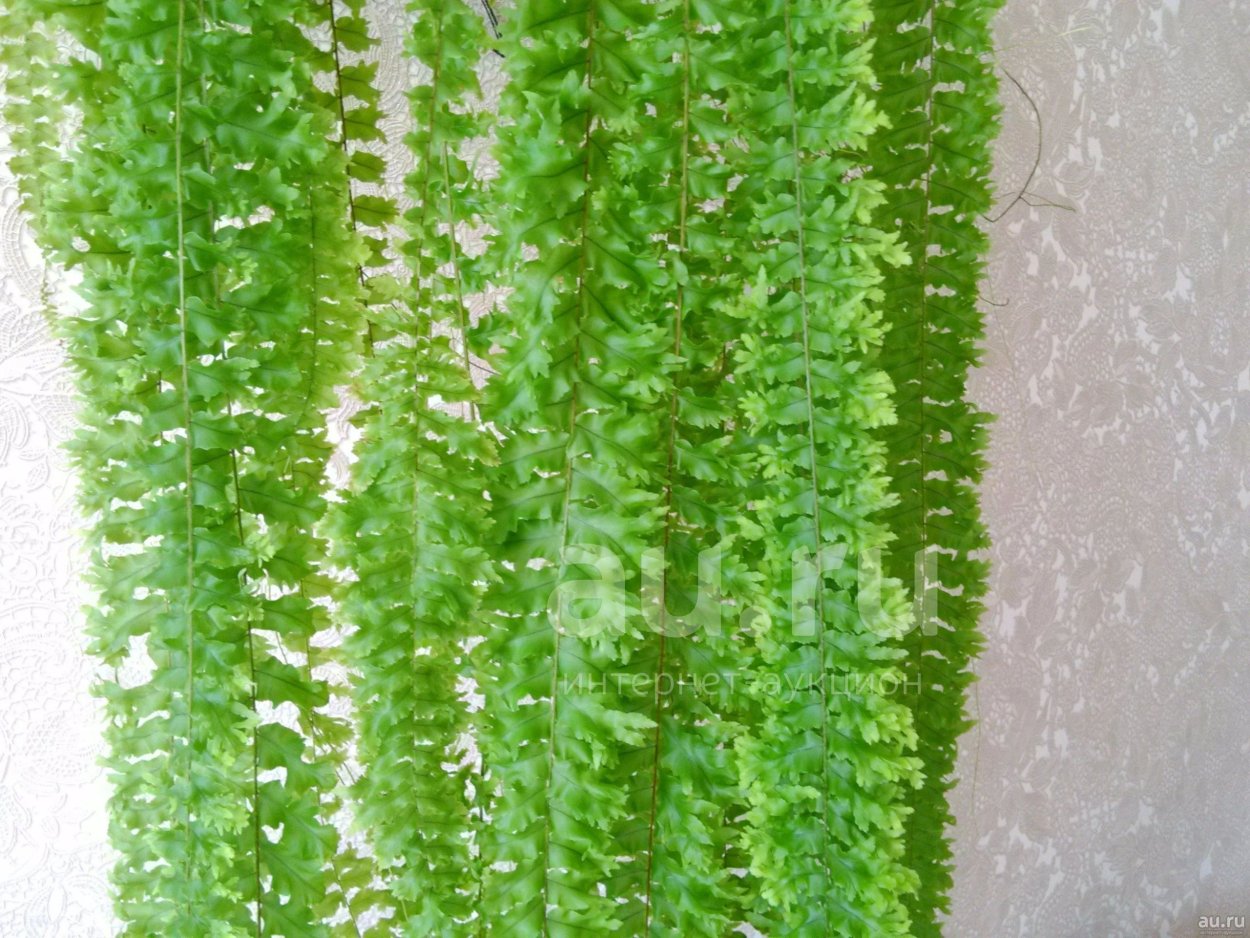 Нефролепис Рузвельта