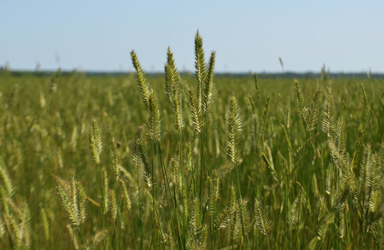 Житняк ширококолосый