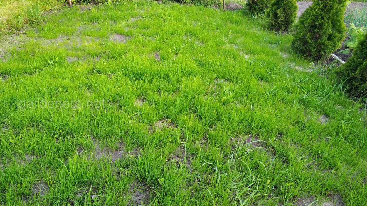 Семена газона ГАЗОНCITY низкорастущий газон