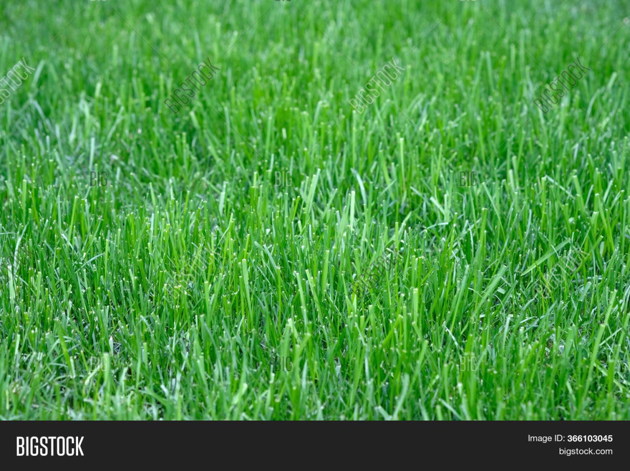 Газонная трава мятлик Луговой