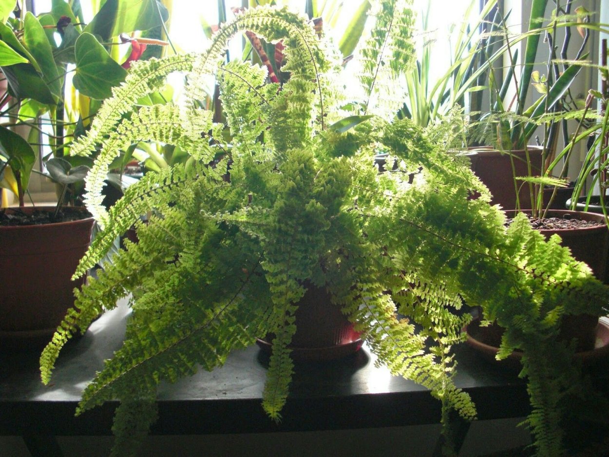 Папоротниковые растения Исландии