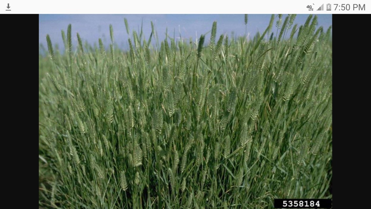 Житняк ширококолосый семена