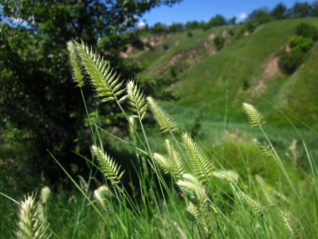 Травинка на белом фоне