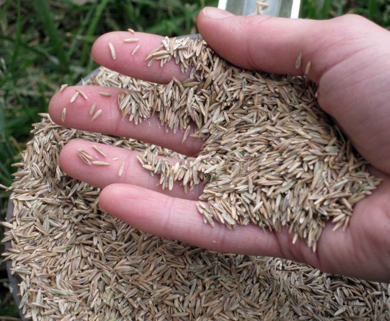 Семена мятлика овсяницы и райграса семена