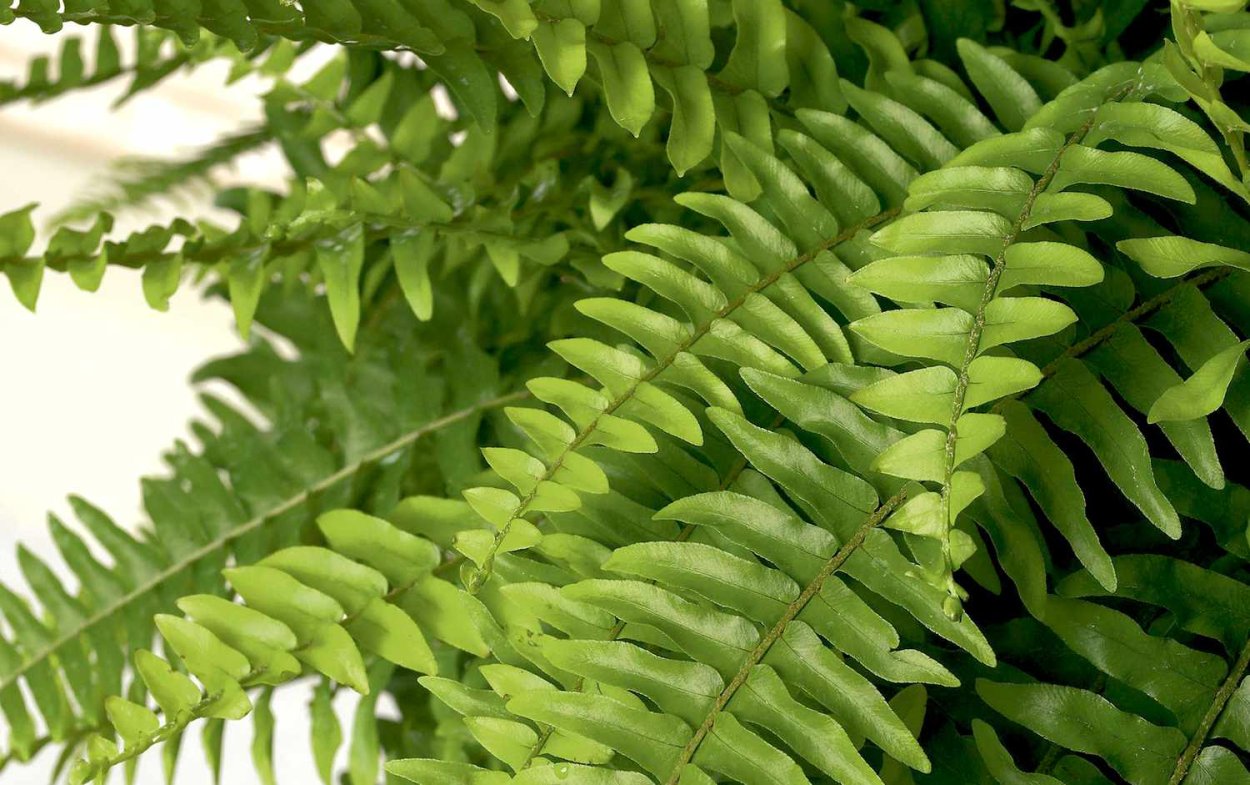 Многорядник щетинковый Пролиферум