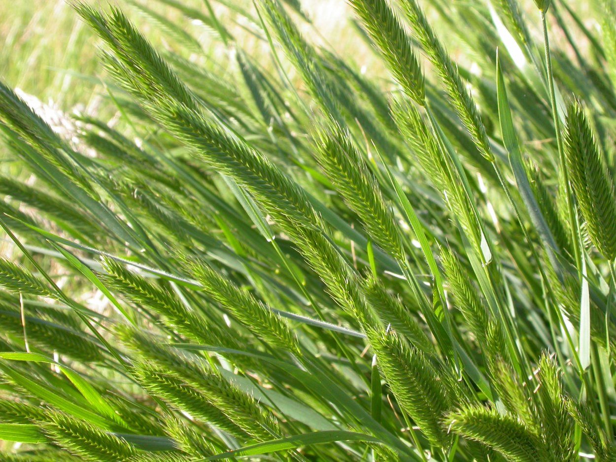 Житняк гребенчатый Agropyron cristatum