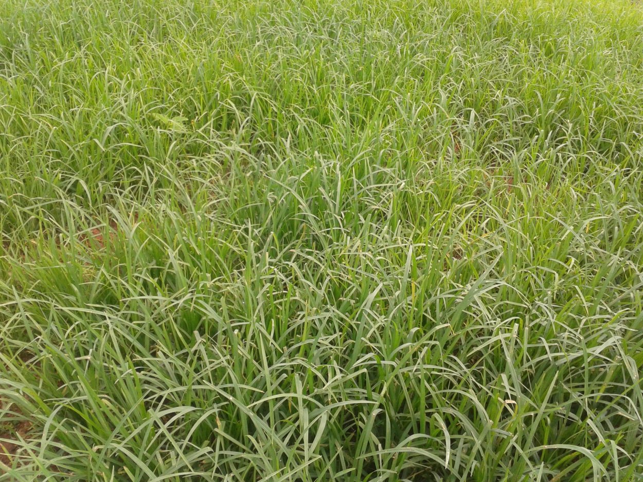 Овсяница тростниковая