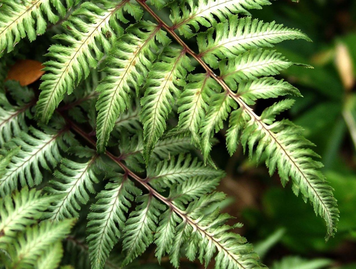 Нефролепис микс