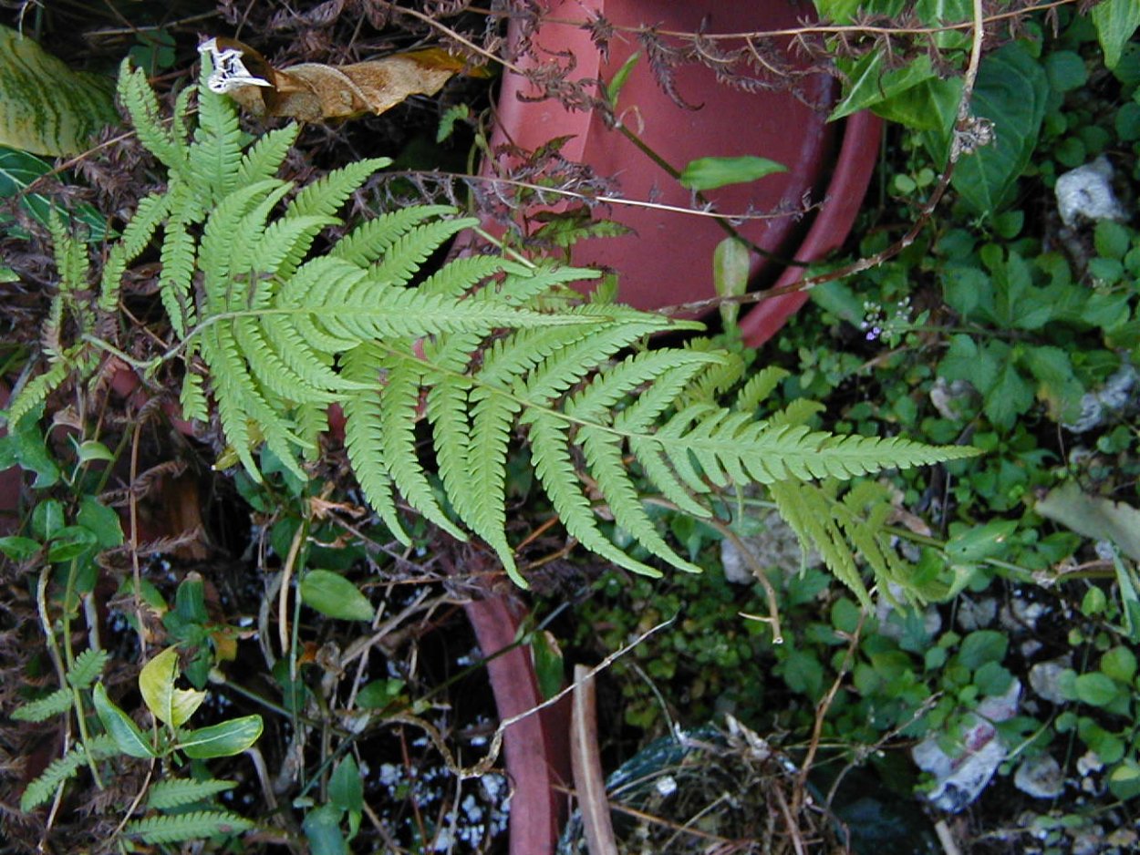 Хейли Майклсон актриса