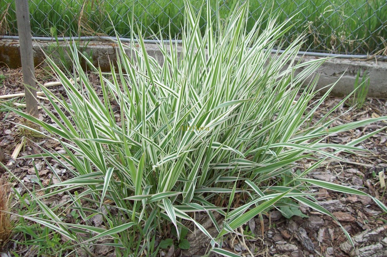 Житняк гребневидный