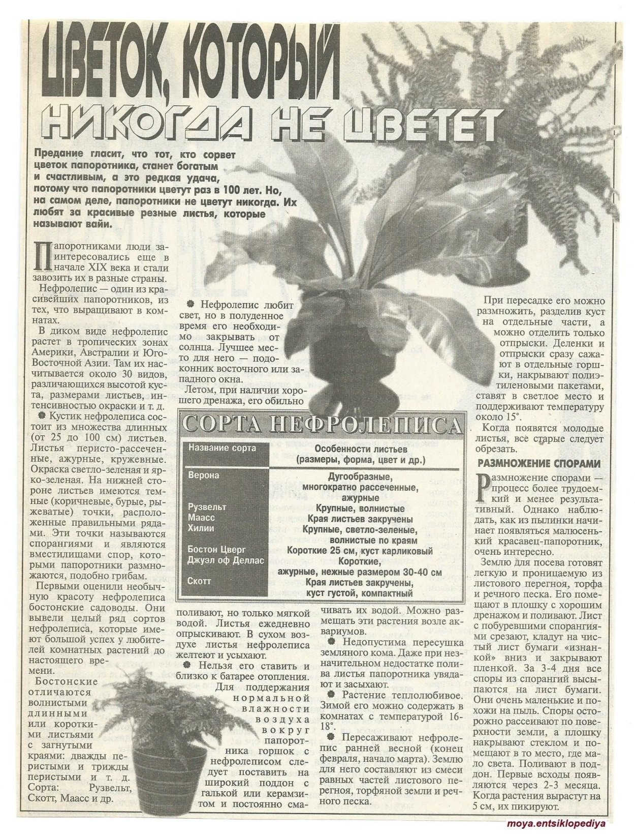 Папоротник Дассада