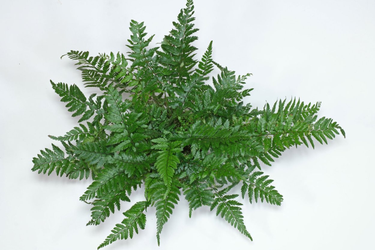 Папоротник нефролепис мачо