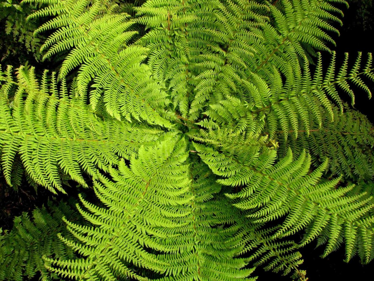 Нефролепис Мариса