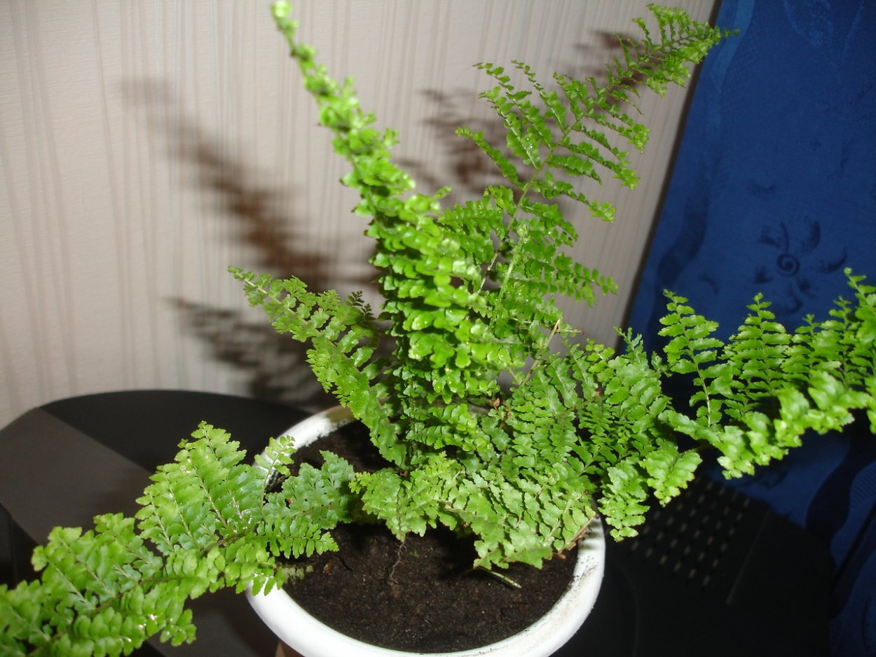 Папоротник искусственный раскидистый