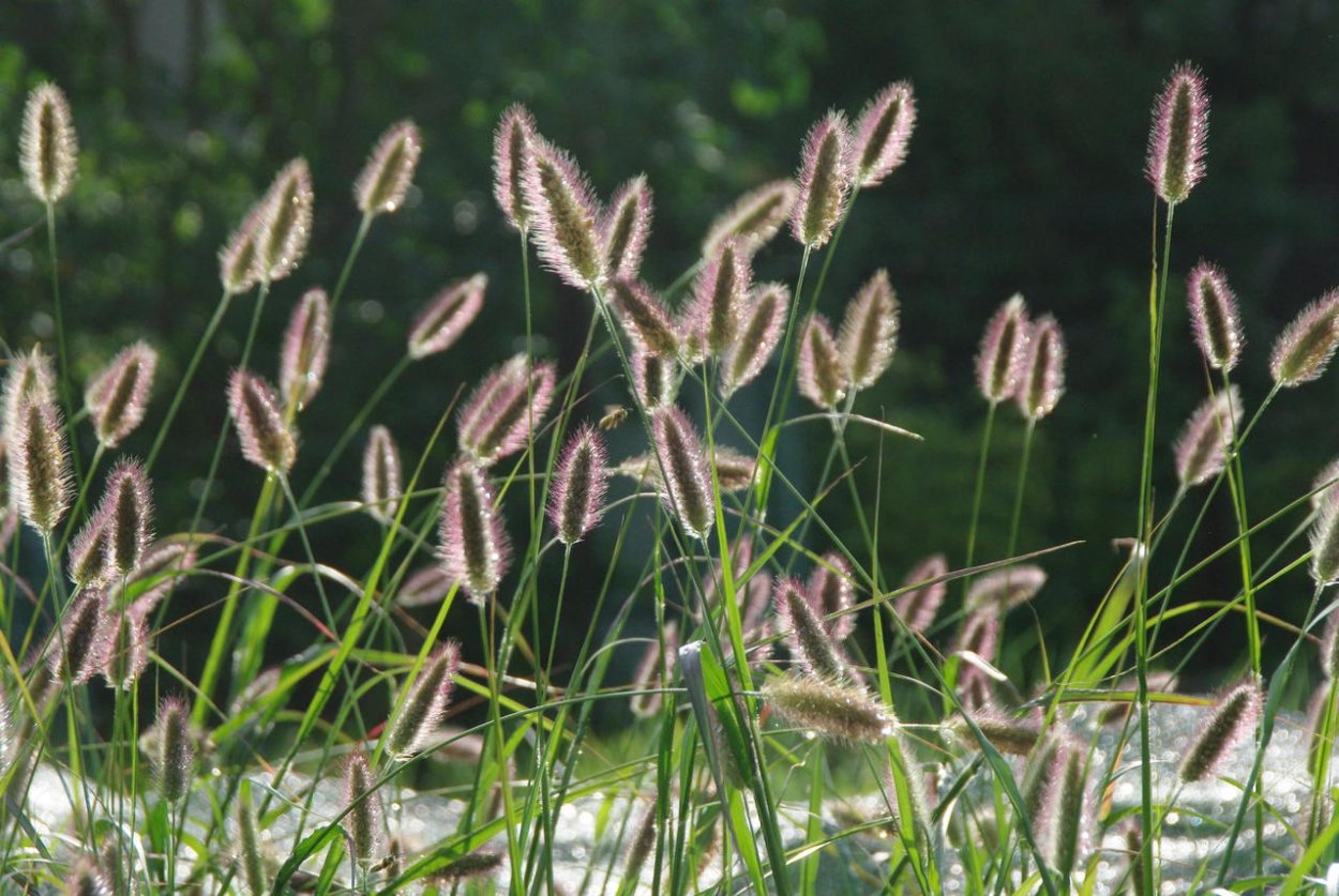 Эвалар чай био гинекологические травы ф/п 1,5 г №20