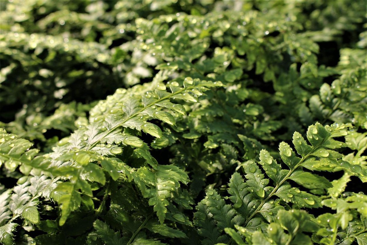 Папоротник обои на телефон