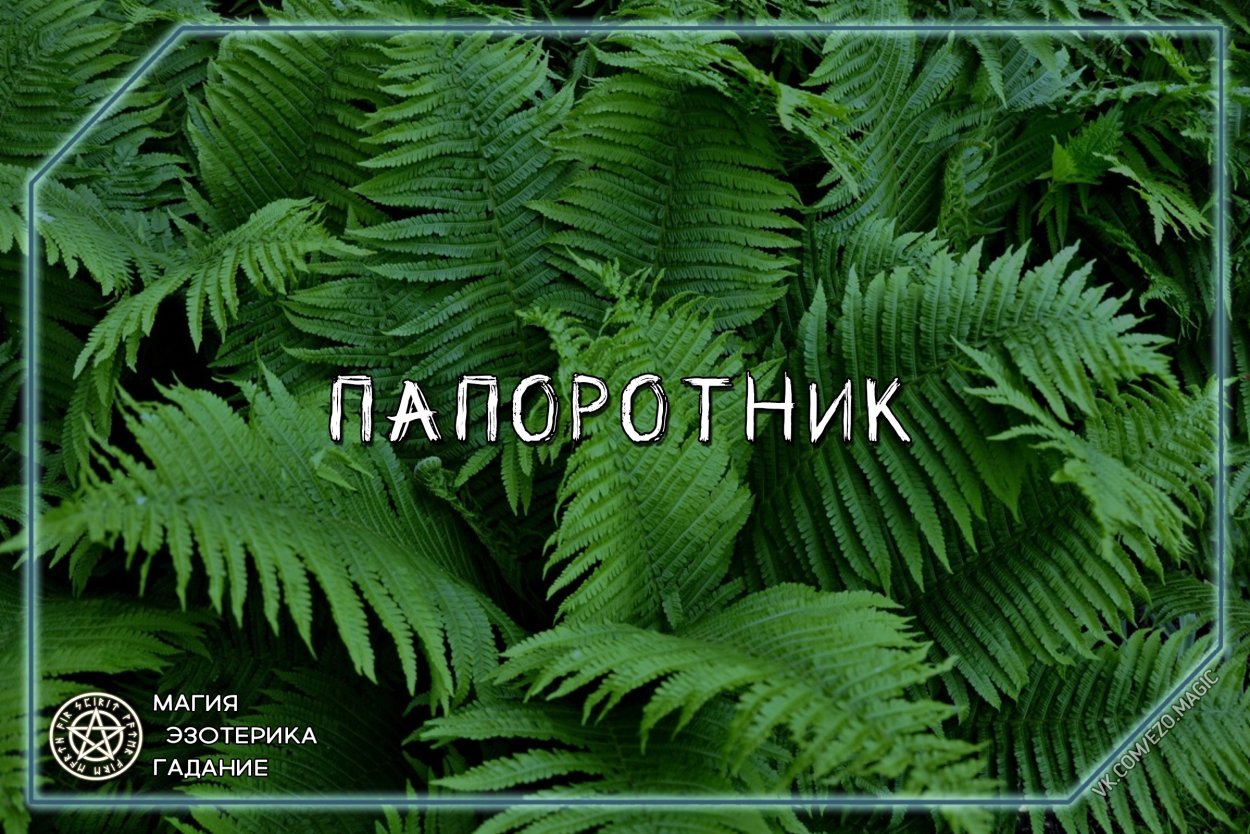 Папоротник Паршеман