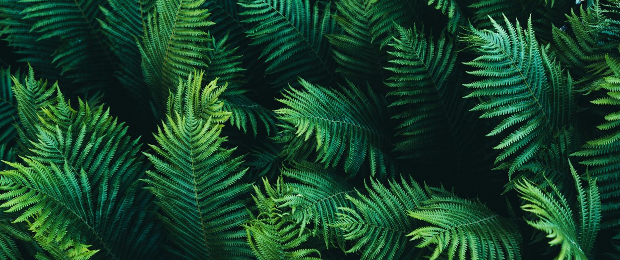 Папоротник эфалоглоссум