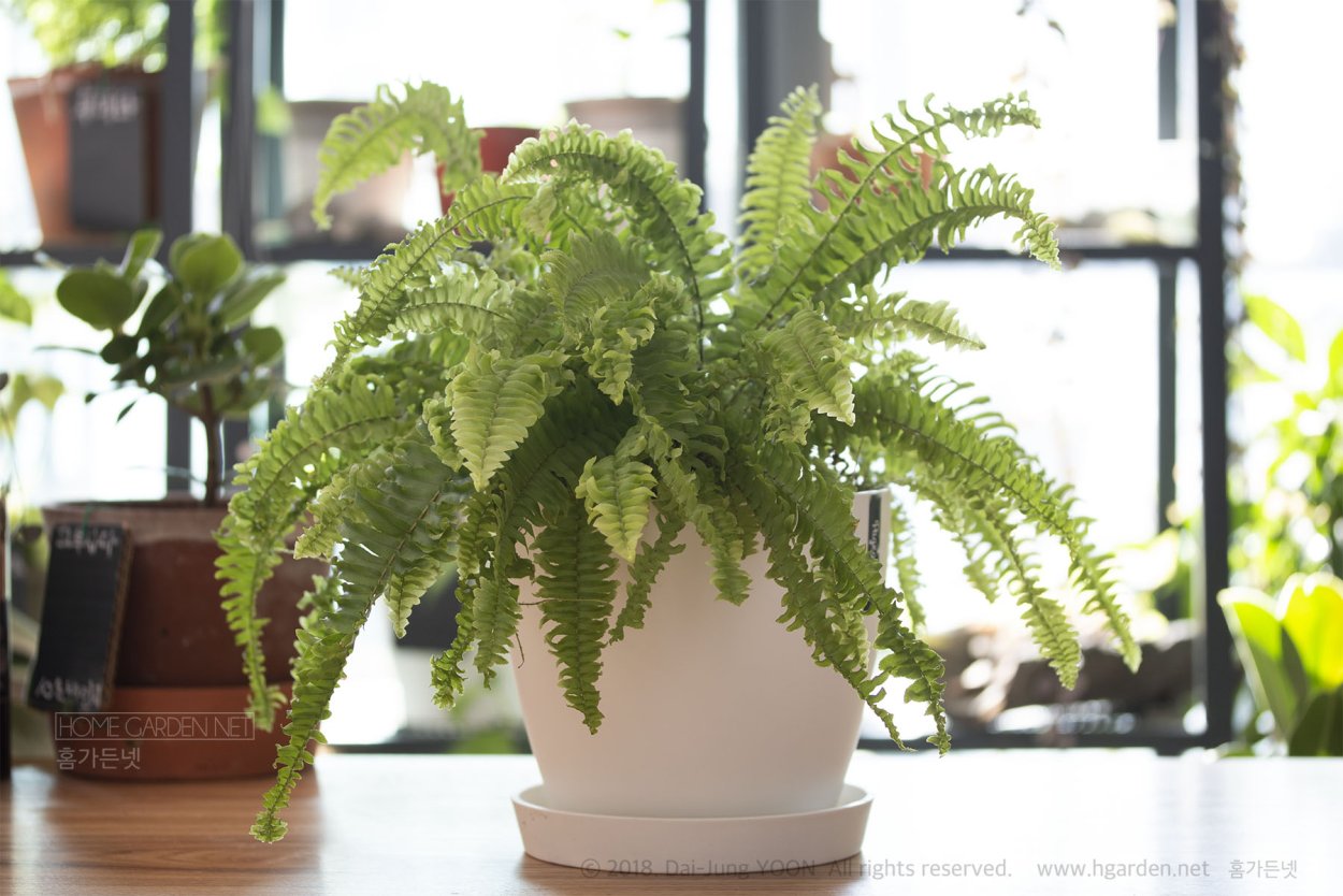 Нефролепис Вагнера