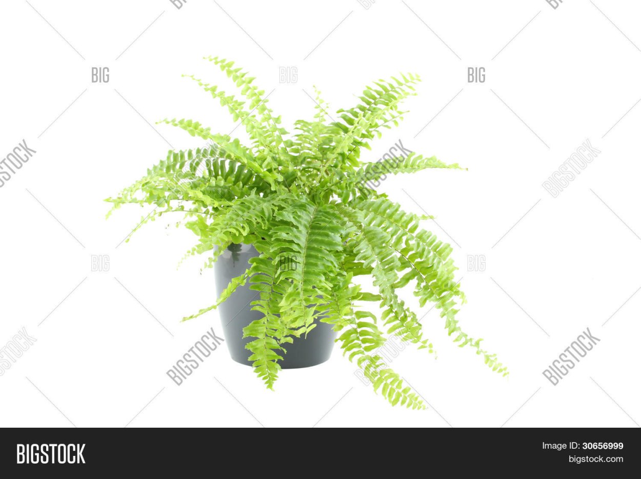 Папоротник на Камчатке