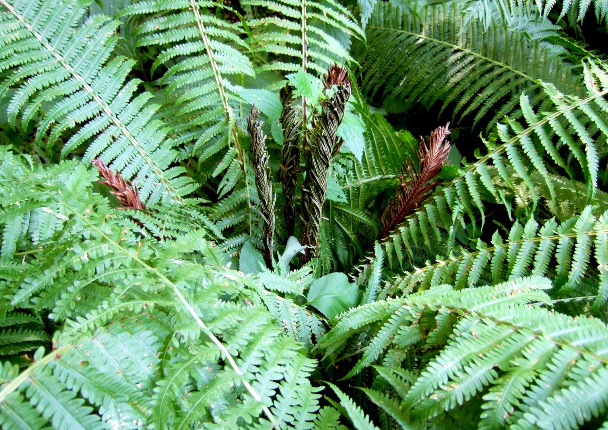 Нефролепис Смита.