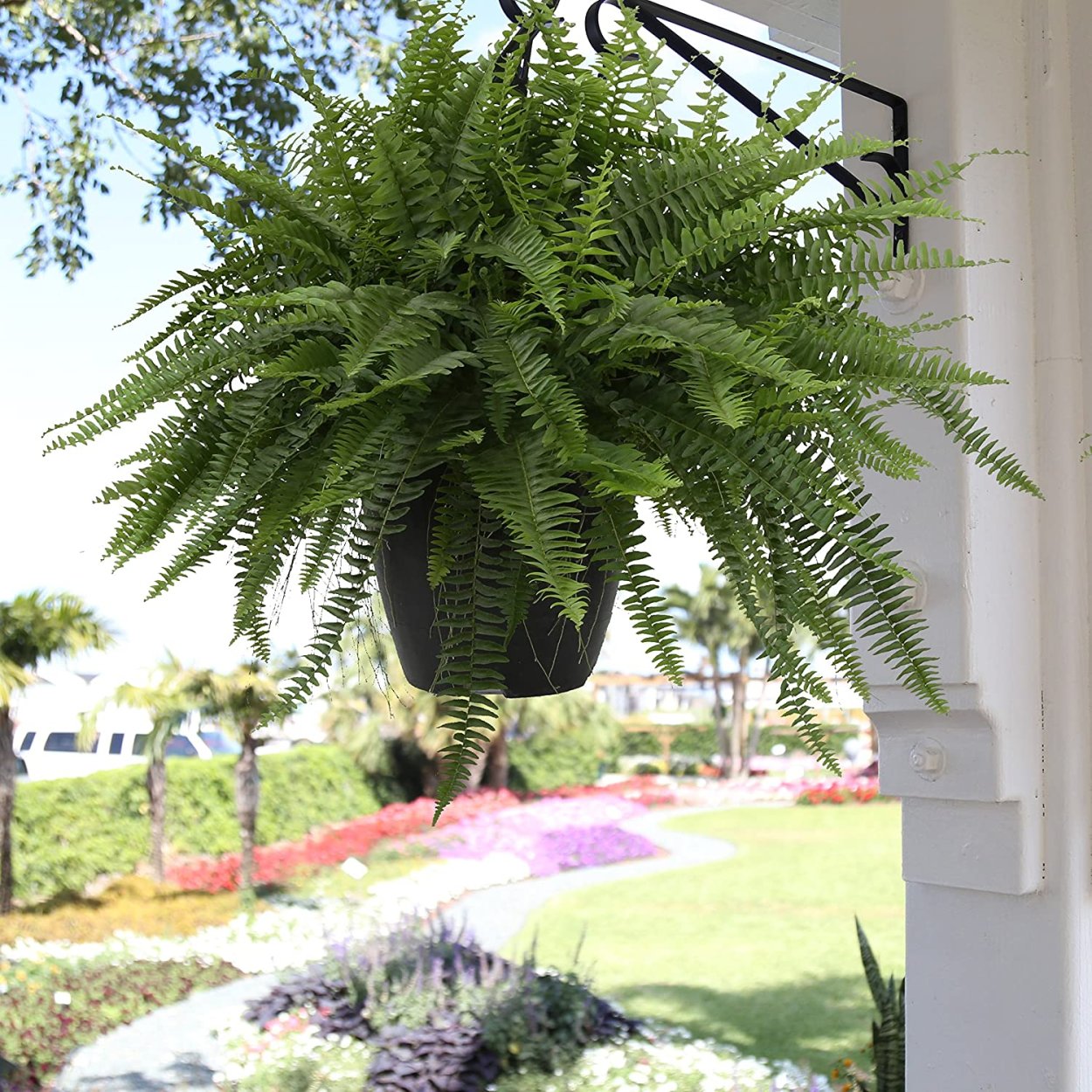 Нефролепис Бостон Блю Белл